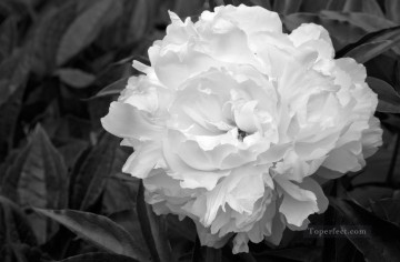 En blanco y negro Painting - xsh497 flores en blanco y negro